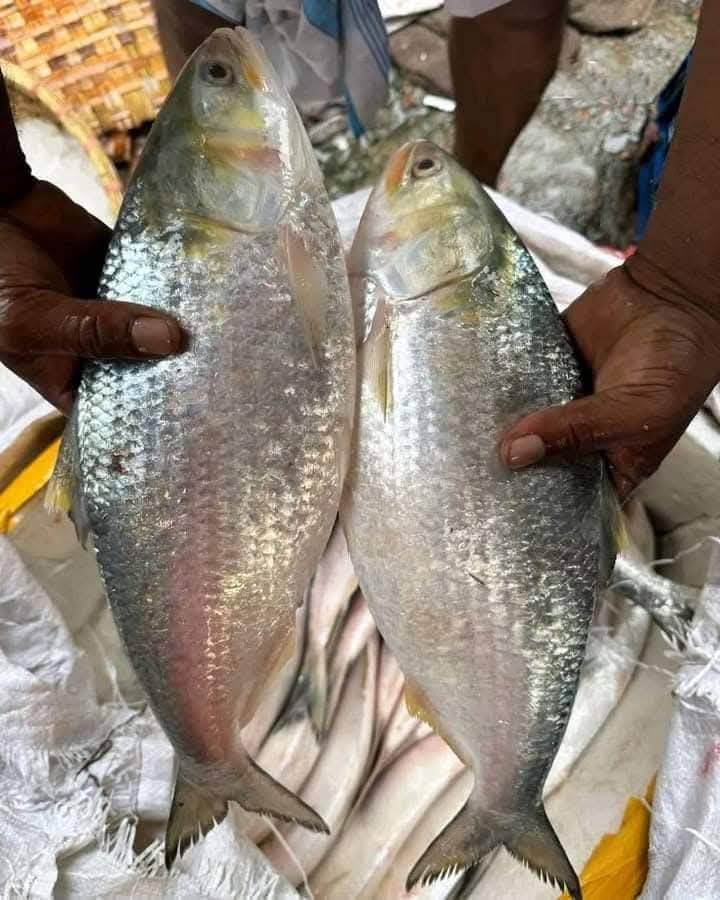 ৬ পিস ৬ কেজি ৩২০০ টাকা